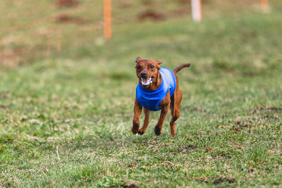 Dogs running on field