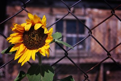 Close-up of yellow flower blooming in park