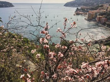 High angle view of plants by sea against sky