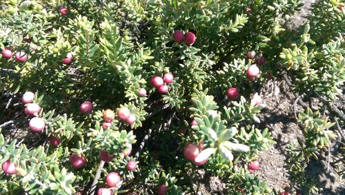 Close-up of pink flowers