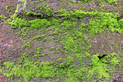 Full frame shot of moss covered land