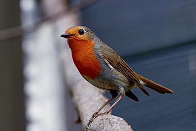 Singvogel rotkehlchen