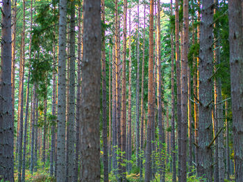 Trees in forest