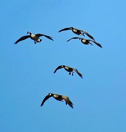 Low angle view of birds flying in sky