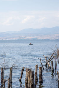 Trees and tree trunks sunk inside the sea of galilee