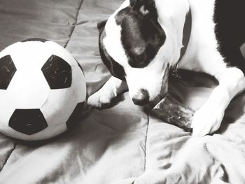 Close-up of dog lying on bed at home