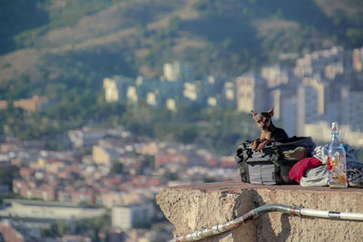 View of horse sitting on cityscape