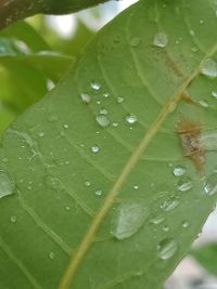 Close-up of raindrops on leaves