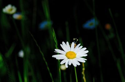 Close-up of flower blooming outdoors