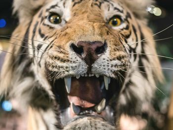 Close-up portrait of a cat