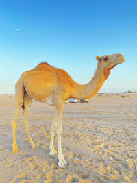 Camels in desert