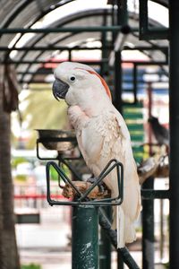 Close-up of parrot perching on metal in cage