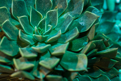 Close-up of succulent plant