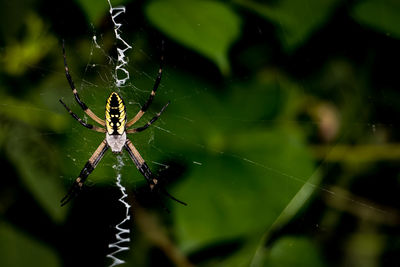 High angle view of spider on web at vegetable garden