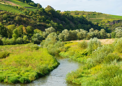 Scenic view of river amidst trees in forest