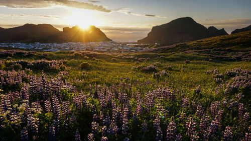 Scenic view of grassy field against sky during sunset