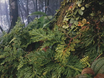 Close-up of fresh green plants in forest