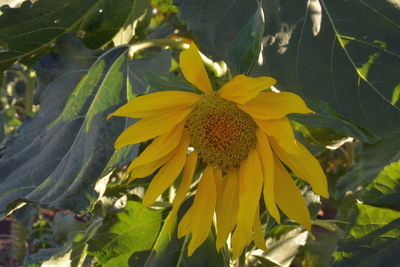 sunflower