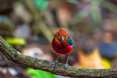 Close-up of bird perching on tree