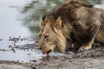 Side view of lion drinking water from lake