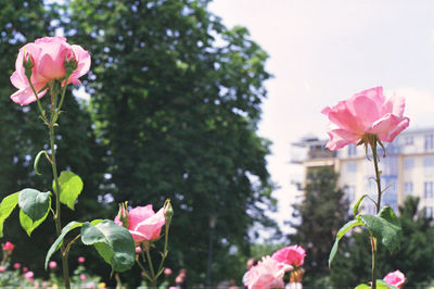Close-up of pink roses blooming against sky