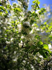 Close-up of white flowering plant