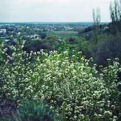 Plants growing on field