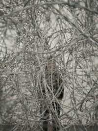 Close-up of snow on plants