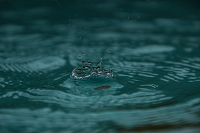 Close-up of jellyfish swimming in sea