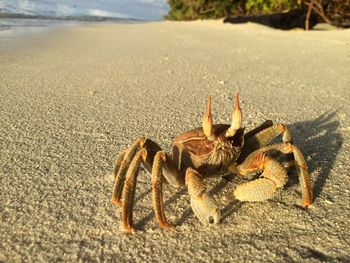 Close-up of crab on sand at beach