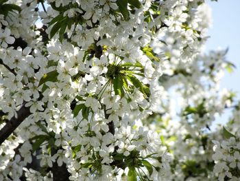 Close-up of white flowers on tree
