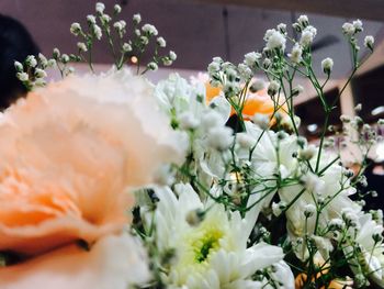 Close-up of white flowering plant