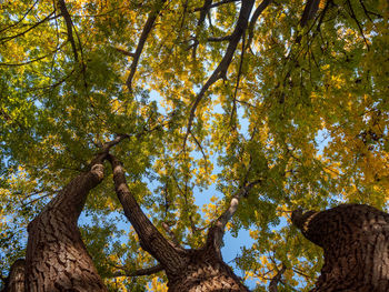 Low angle view of trees against sky during autumn