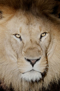 Close-up portrait of a cat