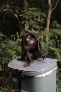 Portrait of monkey
