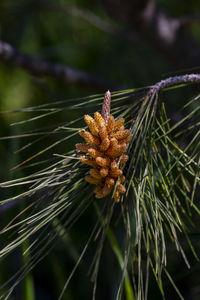 Close-up of dried plant