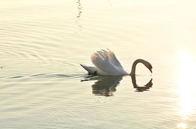 View of swan in lake