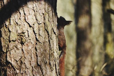 Close-up of a bird on tree trunk