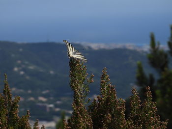 Close-up of flowering plant against sky