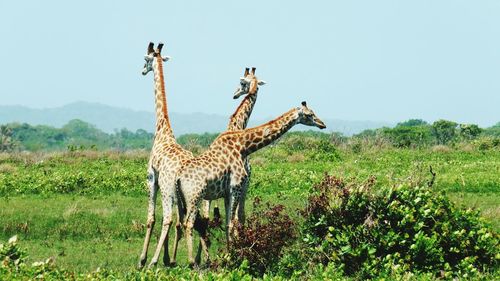 Giraffes on countryside landscape