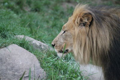 Side view of a lionking