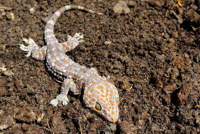 High angle view of gecko lizard on cow dung