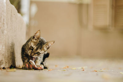 Portrait of a cat eating flesh