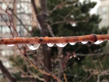 Close-up of wet spider web on plant