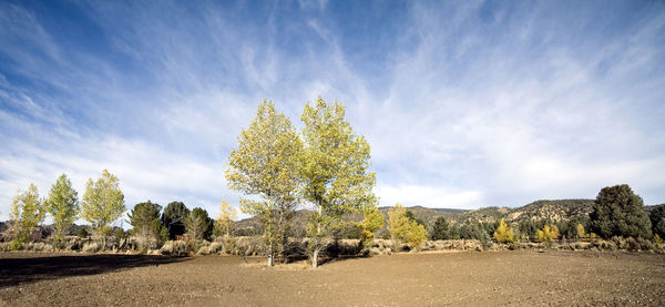 Panoramic shot of trees on field against sky