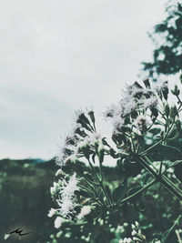 Close-up of white flowering plant against sky