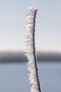 Close-up of plant against sea