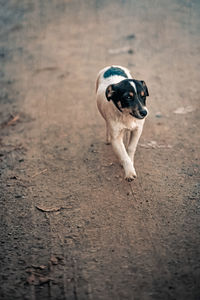 Portrait of dog on sand at beach