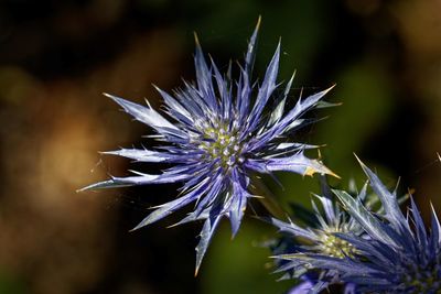 Close-up of purple flower