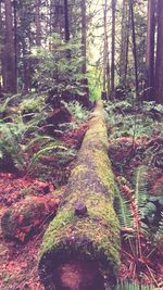 Trees in forest